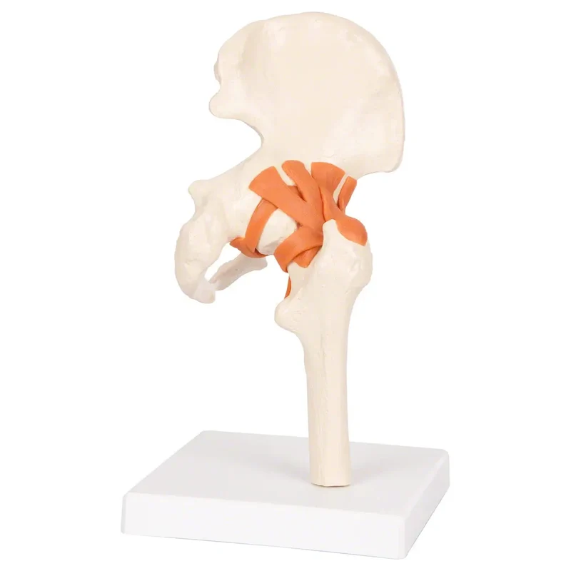 Hüftgelenk-Modell Sport-Tec für Reha & Physiotherapie