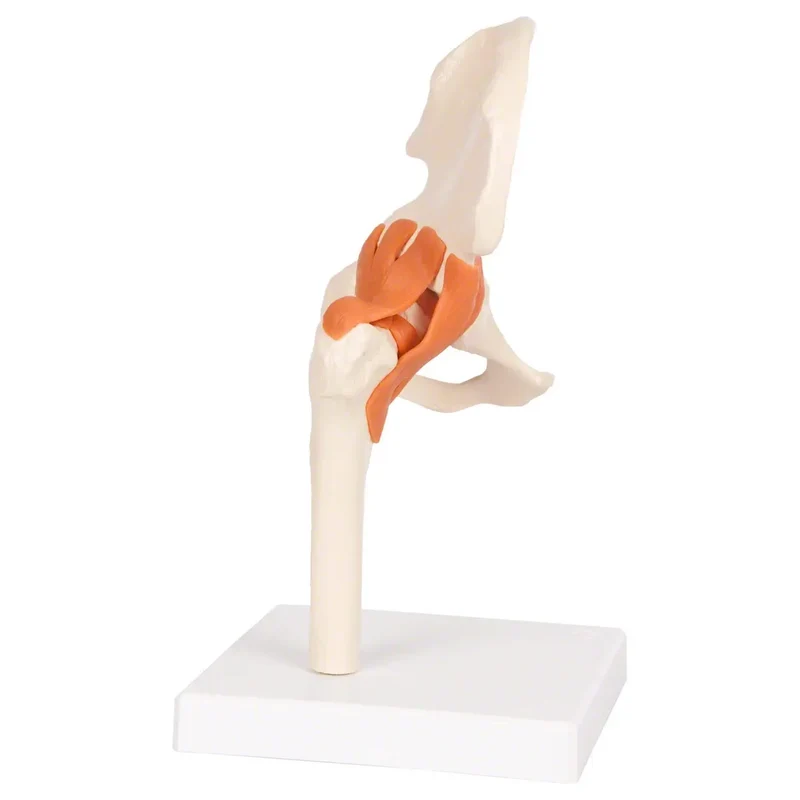 Hüftgelenk-Modell Sport-Tec für Reha & Physiotherapie