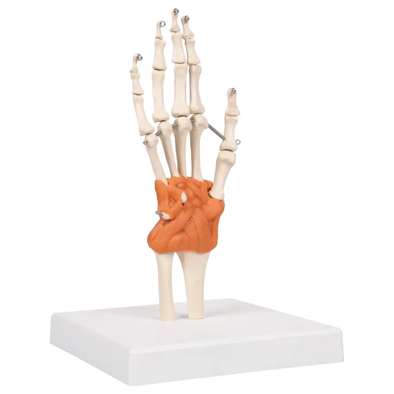 Handgelenkmodell Sport-Tec für Physiotherapie & Medizin